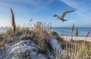 Dünenlandschaft mit Möve beim Ferienzentrum Wenningstedt auf Sylt