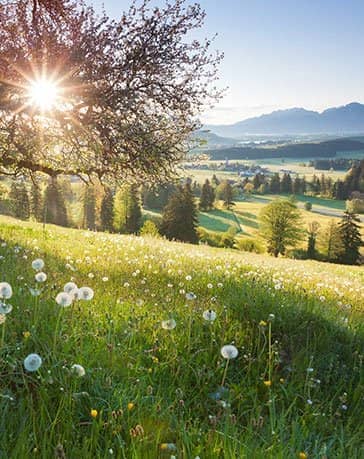 Allgäu Almwiese mit Panoramablick