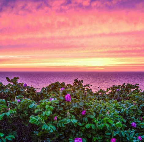 Rosige Zeiten auf der Insel Sylt