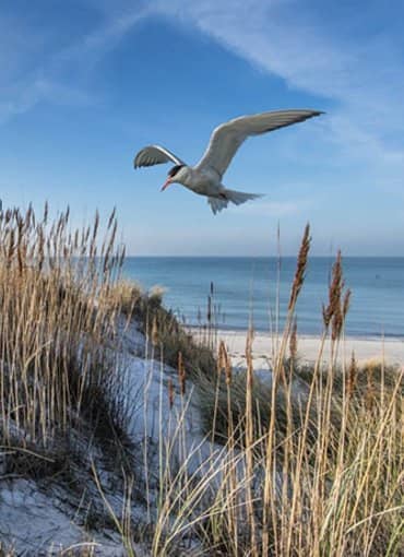 Dünenlandschaft mit Möve beim Ferienzentrum Wenningstedt auf Sylt