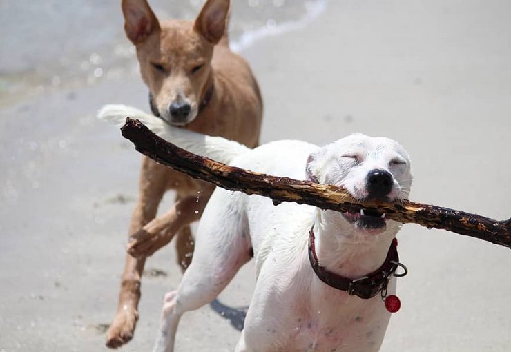 Zwei spielende Hunde am Strand