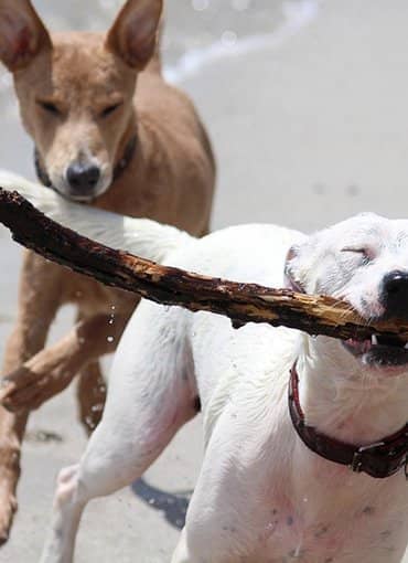 Zwei spielende Hunde am Strand