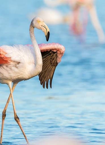 Rosaroter Flamingo im Wasser