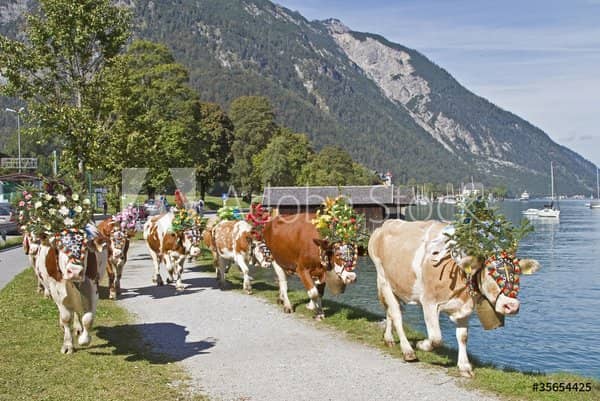 Almabtrieb mit geschmückten Kühen Geschmücke Kühe laufen an einem Seeufer vor Bergpanorama