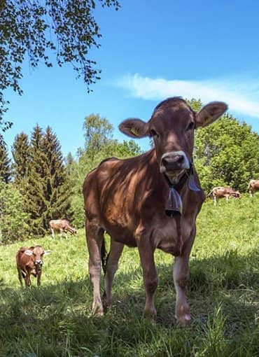 Ferienclub Maierhöfen im Allgäu Bergweide mit Kühen
