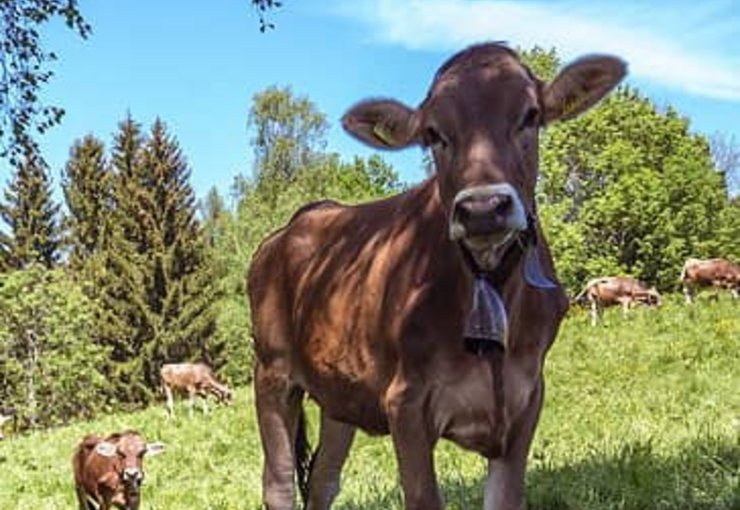 Ferienclub Maierhöfen im Allgäu Bergweide mit Kühen