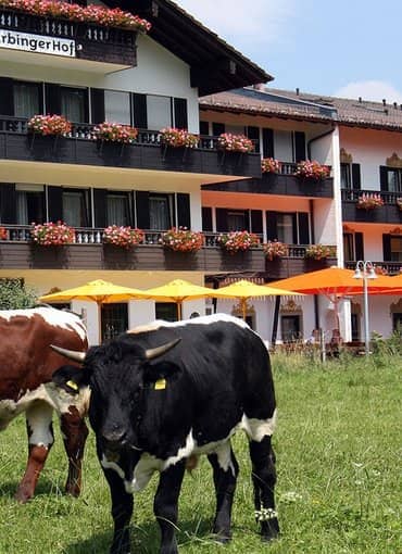 Hotel Farbinger Hof in Bernau am Chiemsee Außenansicht mit Kühen
