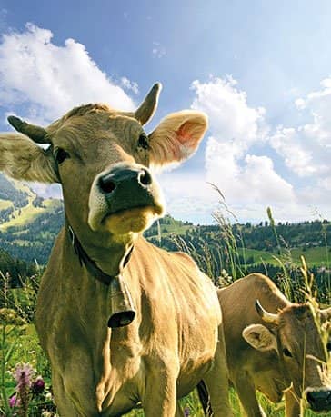 Hotel Das Allgäu Bergpanorama mit Kühen auf Almwiese