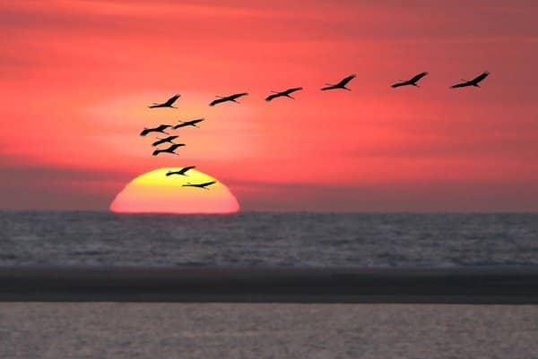 Fliegende Kraniche bei Sonnenuntergang