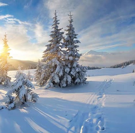 Allgäu romantische Schneelandschaft mit Tannen im Sonnenuntergang
