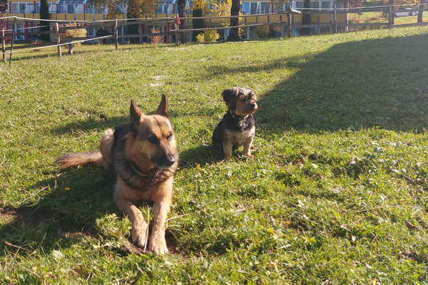 Ein Schäferhund und ein Dackel sitzen auf einer Wiese