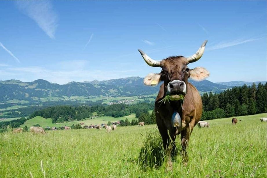 Kuh in der Natur im Allgäu 