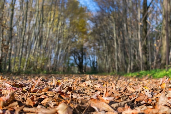 Waldsinneaktivpfad beim Wandern im Allgeau- GEW Ferien