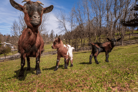 Bad Waldsee GEW Allgäu
