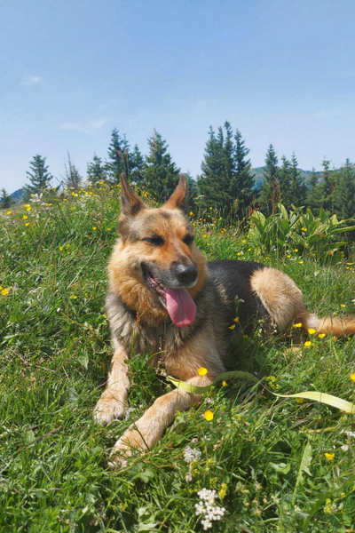 Hund auf der Wiese im Allgäu